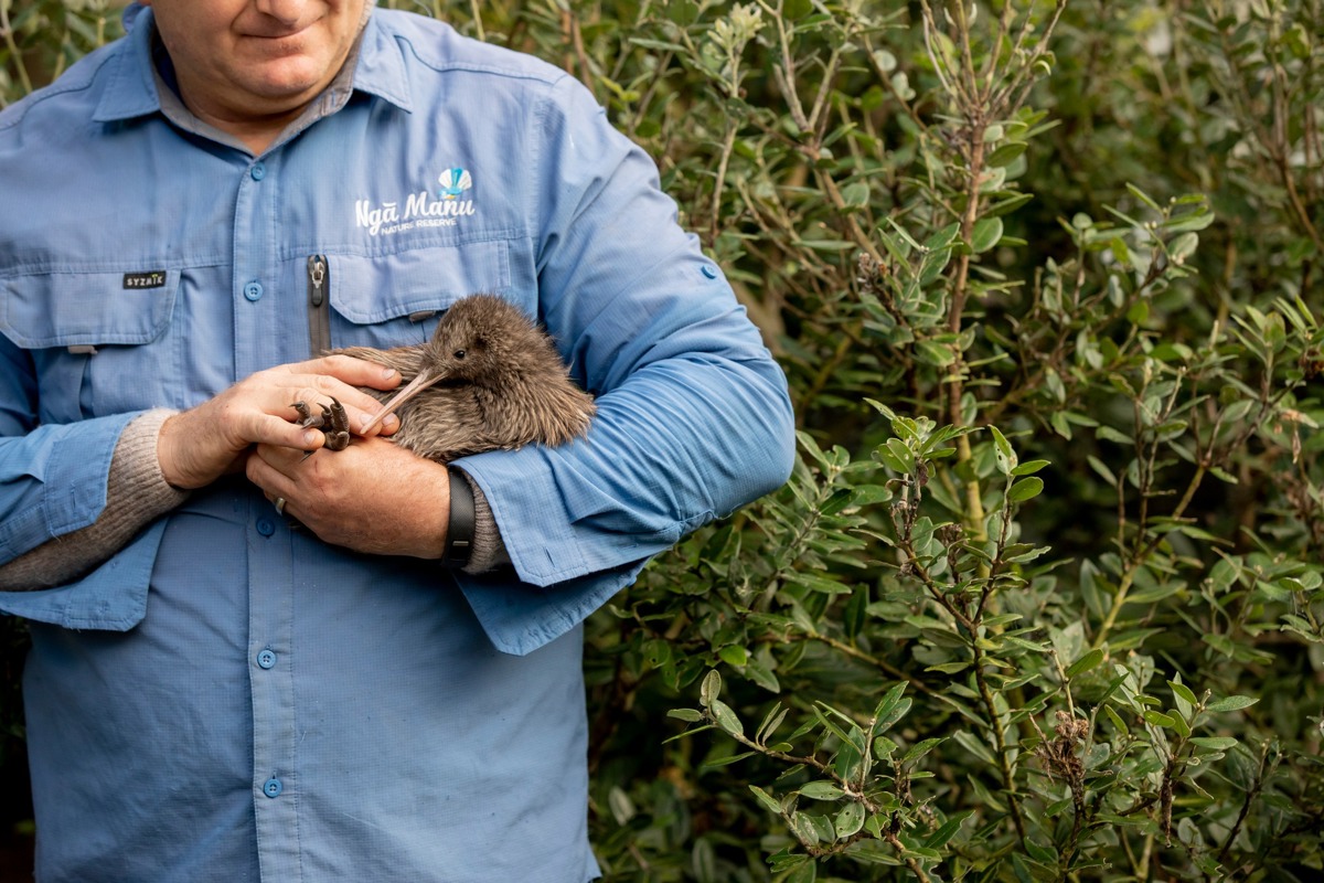 Ngā Manu Kiwi Waikanae